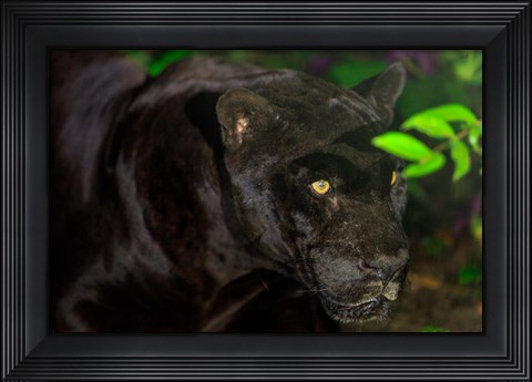 Framed Black Jaguar, Belize City, Belize Print