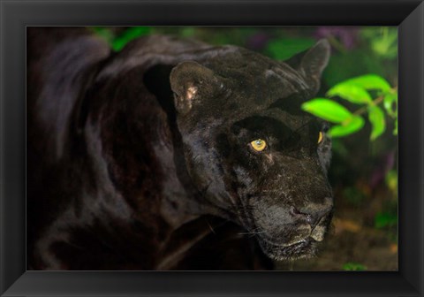 Framed Black Jaguar, Belize City, Belize Print