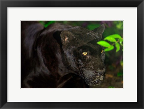 Framed Black Jaguar, Belize City, Belize Print