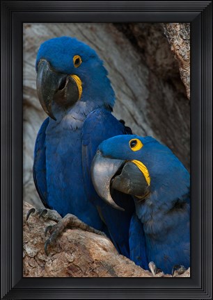 Framed Brazil, Pantanal Wetlands, Hyacinth Macaw Mated Pair On Their Nest In A Tree Print