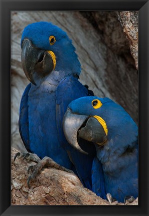 Framed Brazil, Pantanal Wetlands, Hyacinth Macaw Mated Pair On Their Nest In A Tree Print