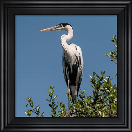 Framed Brazil, Pantanal, Cocoi Heron Print