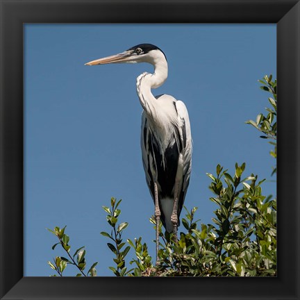 Framed Brazil, Pantanal, Cocoi Heron Print