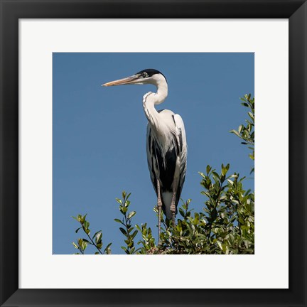 Framed Brazil, Pantanal, Cocoi Heron Print