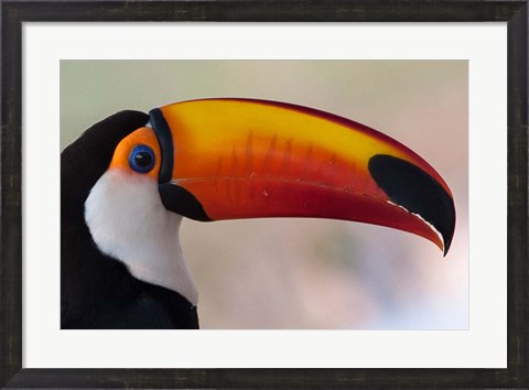 Framed Brazil, The Pantanal Wetland, Toco Toucan In Early Morning Light Print