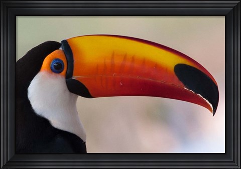 Framed Brazil, The Pantanal Wetland, Toco Toucan In Early Morning Light Print