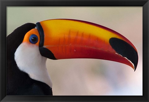 Framed Brazil, The Pantanal Wetland, Toco Toucan In Early Morning Light Print