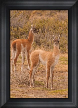 Framed Chile, Patagonia, Tierra Del Fuego Young Guanacos Print