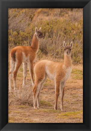 Framed Chile, Patagonia, Tierra Del Fuego Young Guanacos Print