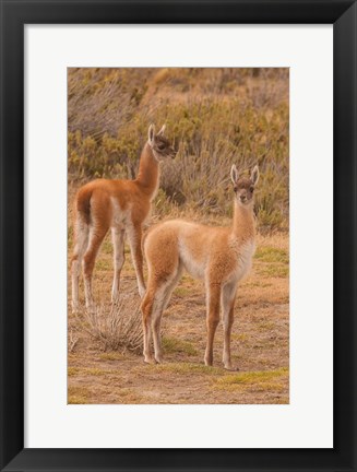 Framed Chile, Patagonia, Tierra Del Fuego Young Guanacos Print
