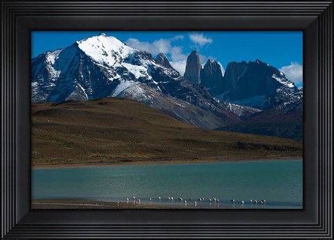 Framed Chilean Flamingo On Blue Lake, Torres Del Paine NP, Patagonia Print