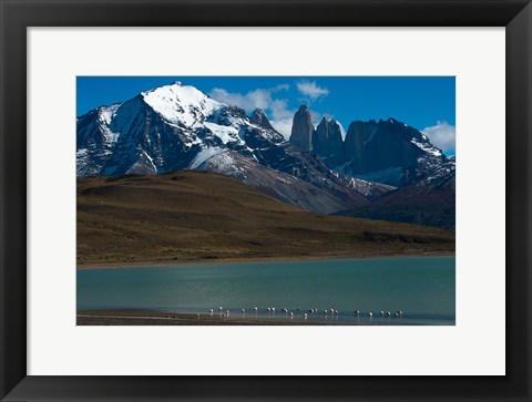 Framed Chilean Flamingo On Blue Lake, Torres Del Paine NP, Patagonia Print