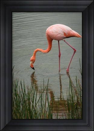 Framed Greater Flamingo, Punta Moreno Isabela Island Galapagos Islands, Ecuador Print