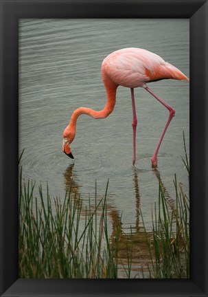 Framed Greater Flamingo, Punta Moreno Isabela Island Galapagos Islands, Ecuador Print