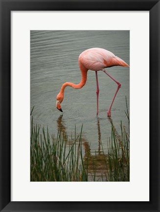 Framed Greater Flamingo, Punta Moreno Isabela Island Galapagos Islands, Ecuador Print