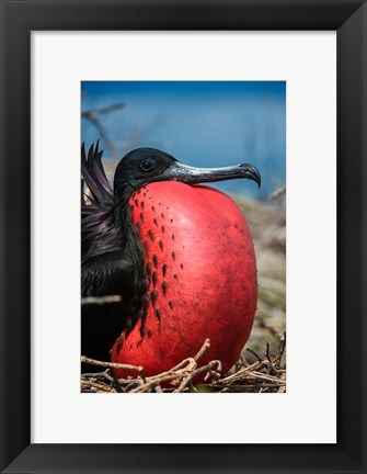 Framed Magnificent Frigatebird Male With Pouch Inflated, Galapagos Islands, Ecuador Print