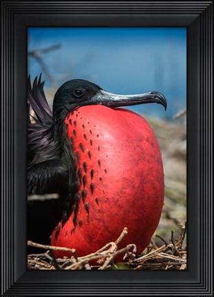 Framed Magnificent Frigatebird Male With Pouch Inflated, Galapagos Islands, Ecuador Print
