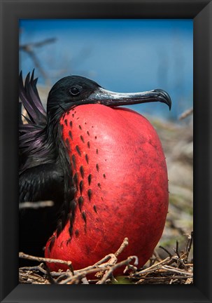 Framed Magnificent Frigatebird Male With Pouch Inflated, Galapagos Islands, Ecuador Print