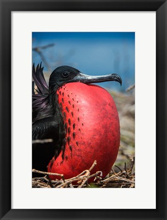 Framed Magnificent Frigatebird Male With Pouch Inflated, Galapagos Islands, Ecuador Print