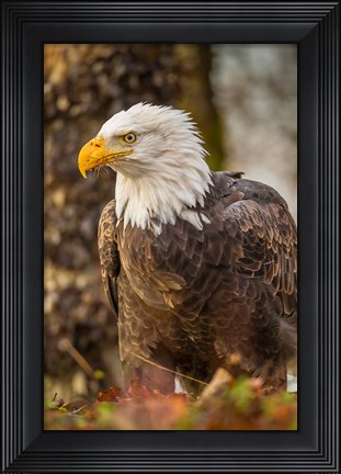 Framed Alaska, Chilkat Bald Eagle Preserve Bald Eagle On Ground Print