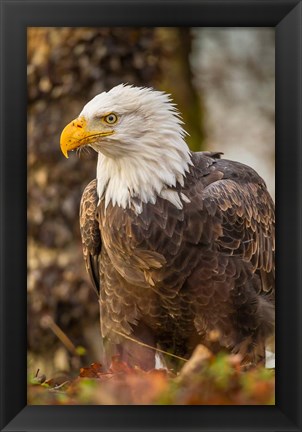 Framed Alaska, Chilkat Bald Eagle Preserve Bald Eagle On Ground Print