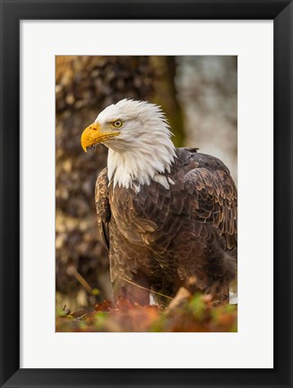 Framed Alaska, Chilkat Bald Eagle Preserve Bald Eagle On Ground Print