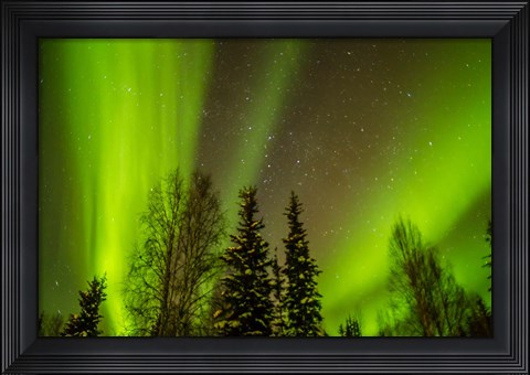 Framed Alaska Aurora Borealis Over Forest Print