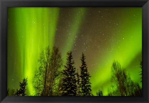 Framed Alaska Aurora Borealis Over Forest Print