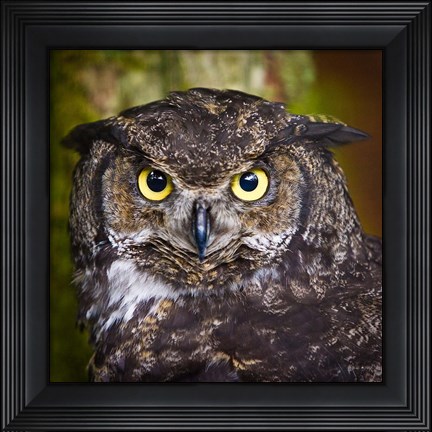 Framed Alaska Raptor Center, Sitka, Alaska Close-Up Of A Great Horned Owl Print