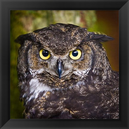 Framed Alaska Raptor Center, Sitka, Alaska Close-Up Of A Great Horned Owl Print