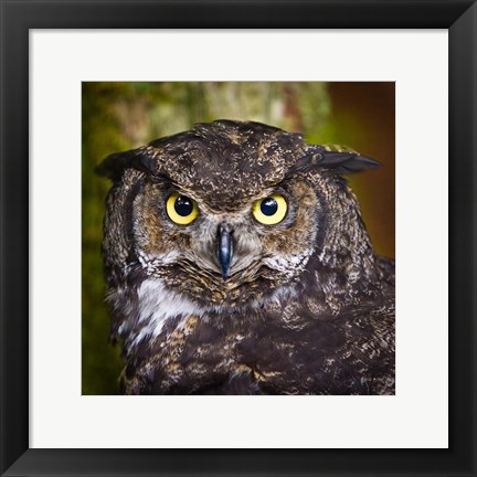 Framed Alaska Raptor Center, Sitka, Alaska Close-Up Of A Great Horned Owl Print