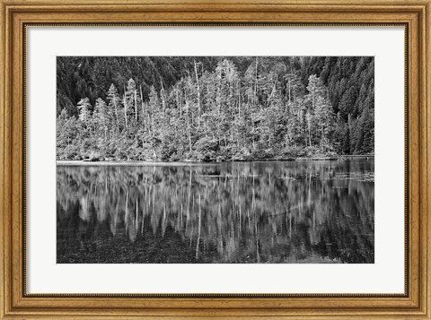 Framed Alaska, Inside Passage, Reflecting Trees Print