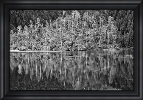 Framed Alaska, Inside Passage, Reflecting Trees Print