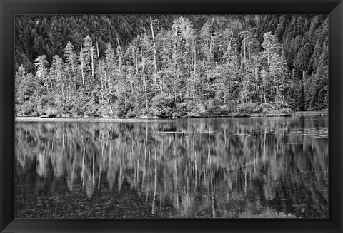 Framed Alaska, Inside Passage, Reflecting Trees Print