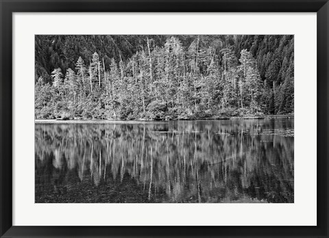 Framed Alaska, Inside Passage, Reflecting Trees Print