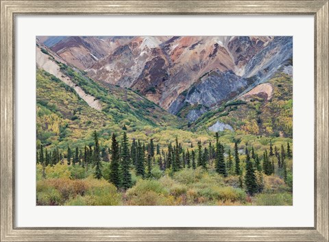 Framed Alaska, Fall Foliage, Sheep Mountain Print