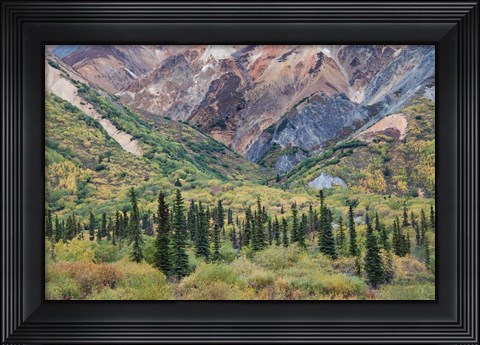 Framed Alaska, Fall Foliage, Sheep Mountain Print