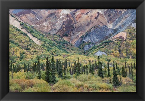 Framed Alaska, Fall Foliage, Sheep Mountain Print