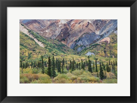 Framed Alaska, Fall Foliage, Sheep Mountain Print