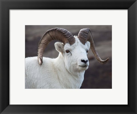 Framed Alaska, Denali, National Park, Big Horn Sheep Print