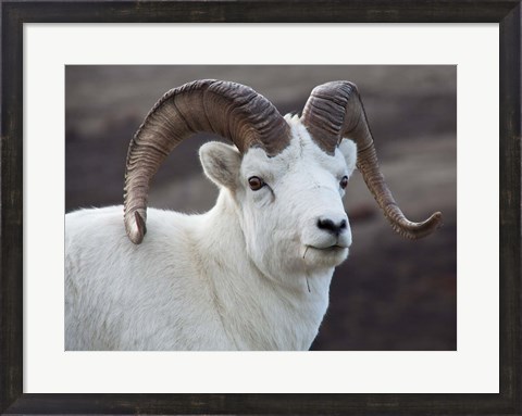 Framed Alaska, Denali, National Park, Big Horn Sheep Print