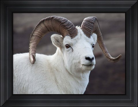 Framed Alaska, Denali, National Park, Big Horn Sheep Print