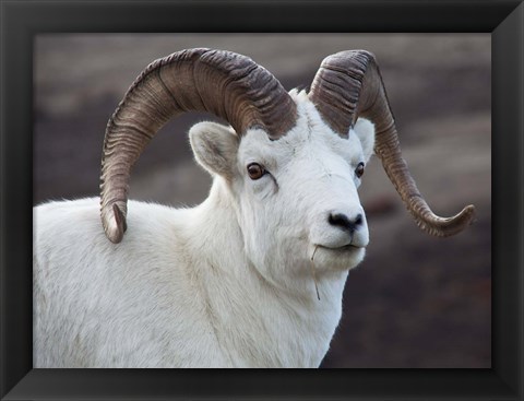 Framed Alaska, Denali, National Park, Big Horn Sheep Print