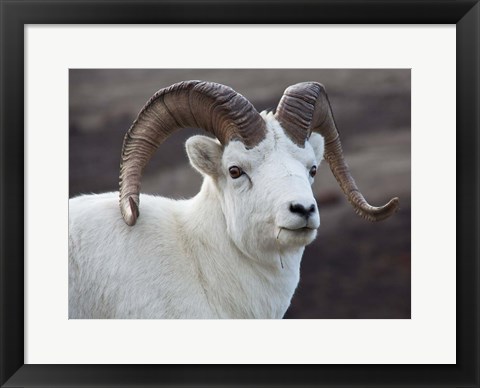 Framed Alaska, Denali, National Park, Big Horn Sheep Print