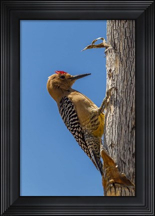 Framed Arizona, Sonoran Desert Male Gila Woodpecker On Ocotillo Print