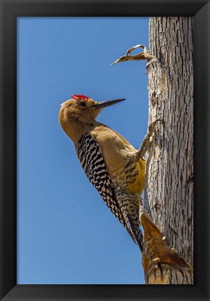 Framed Arizona, Sonoran Desert Male Gila Woodpecker On Ocotillo Print