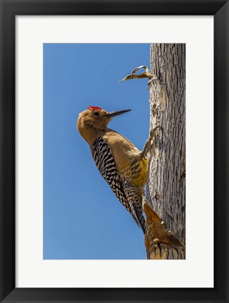 Framed Arizona, Sonoran Desert Male Gila Woodpecker On Ocotillo Print