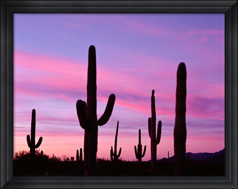 Framed Arizona, Saguaro Cacti Silhouetted By Sunset, Ajo Mountain Loop Print