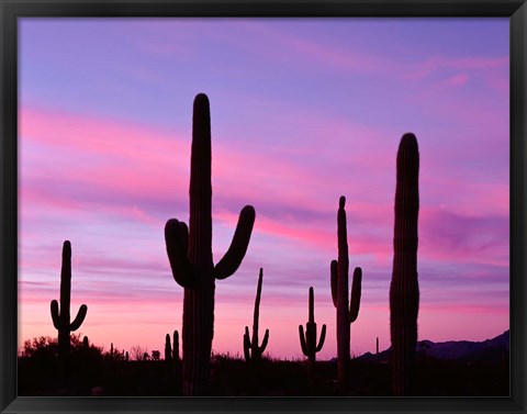 Framed Arizona, Saguaro Cacti Silhouetted By Sunset, Ajo Mountain Loop Print