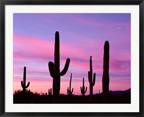 Framed Arizona, Saguaro Cacti Silhouetted By Sunset, Ajo Mountain Loop Print